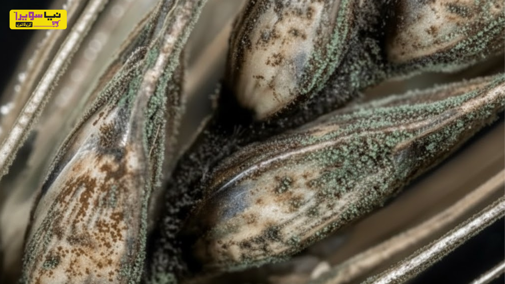 5 Common Fungal Diseases in Wheat and Their Treatment