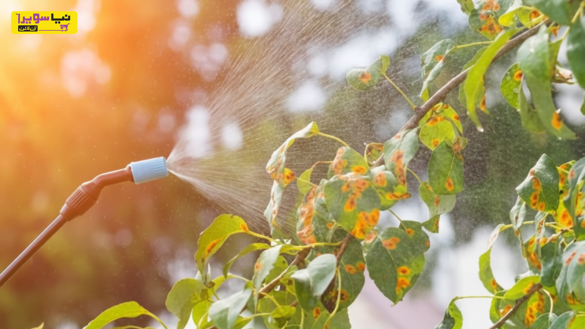 Fungicides to Control Fungal Diseases in Pakistan