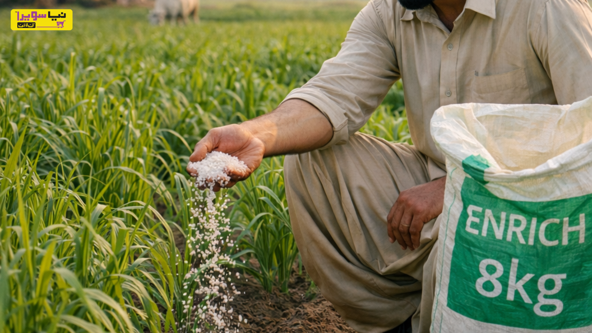 How Fertilizers Improve Soil Health and Boost Crop Yield