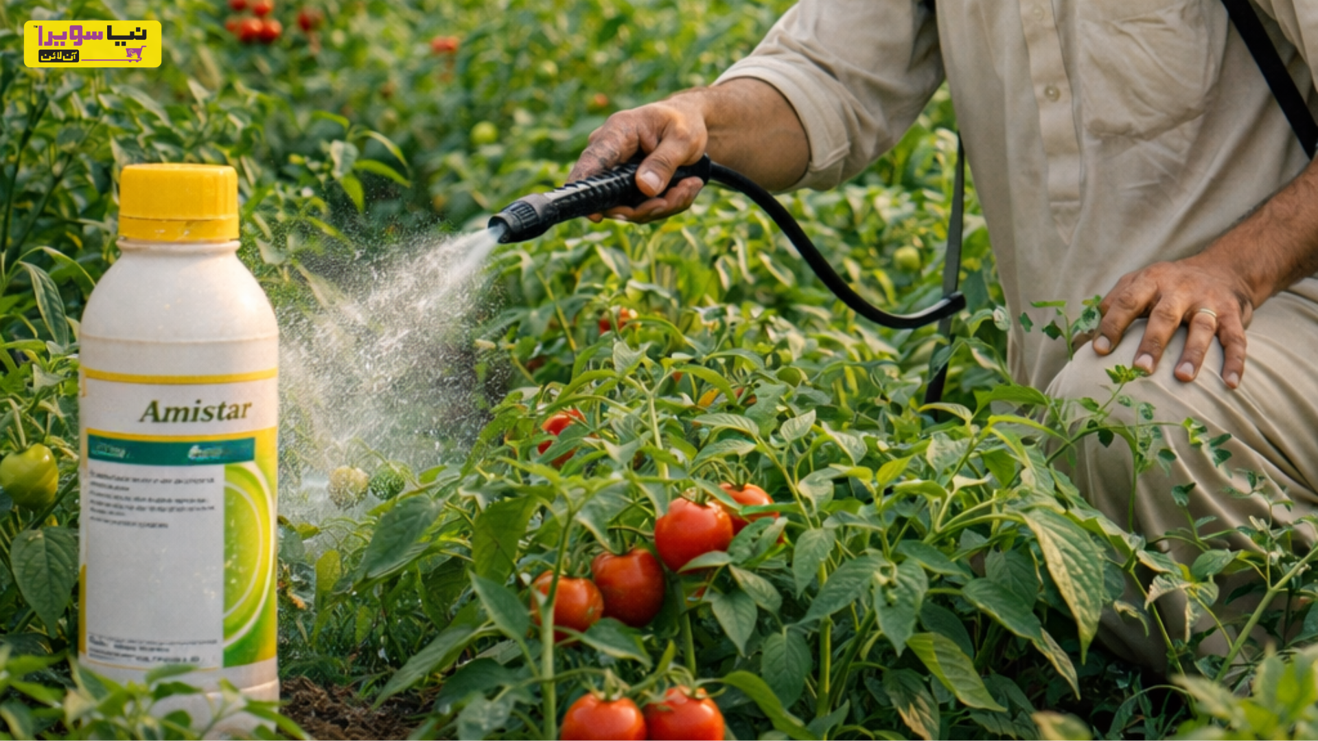 How Fungicides Help Protect Crops from Diseases and Improve Yield