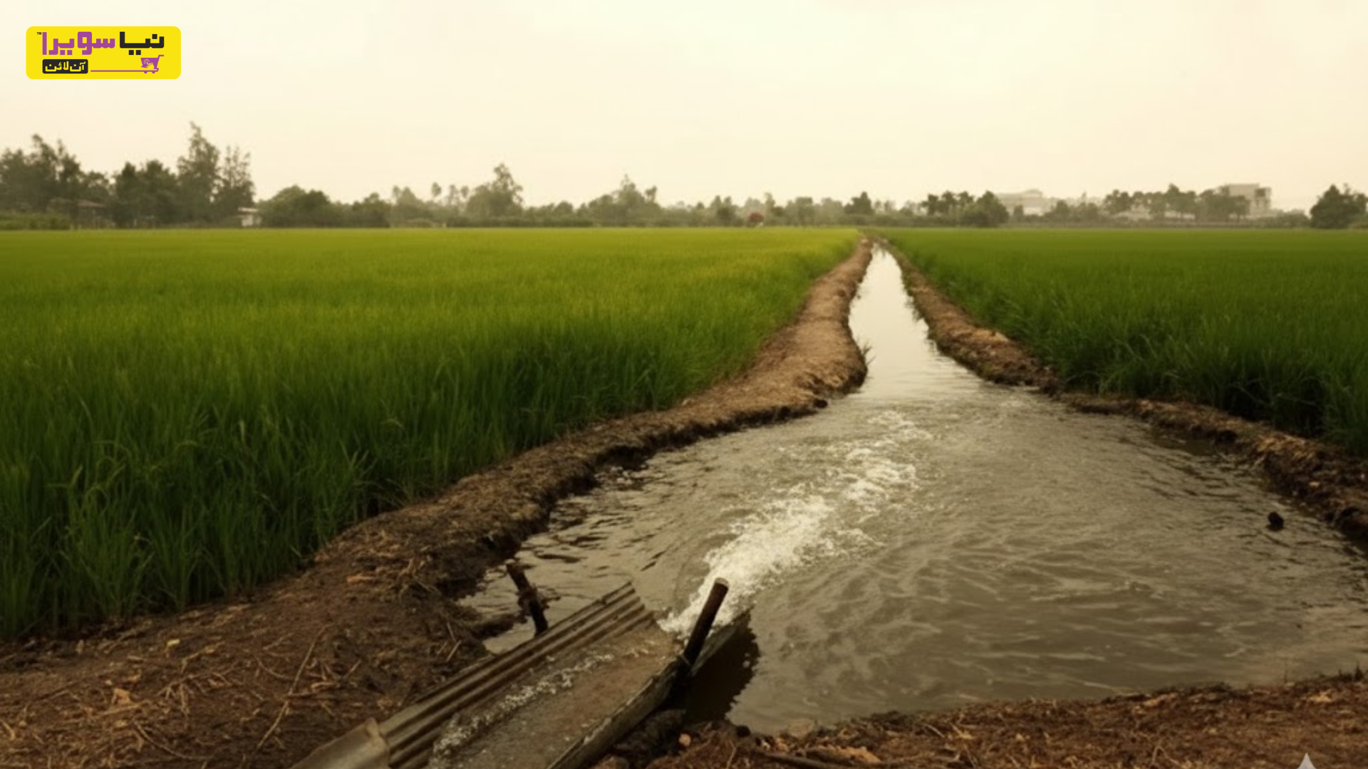 The Future of Agriculture Biological Crop Protection in Pakistan