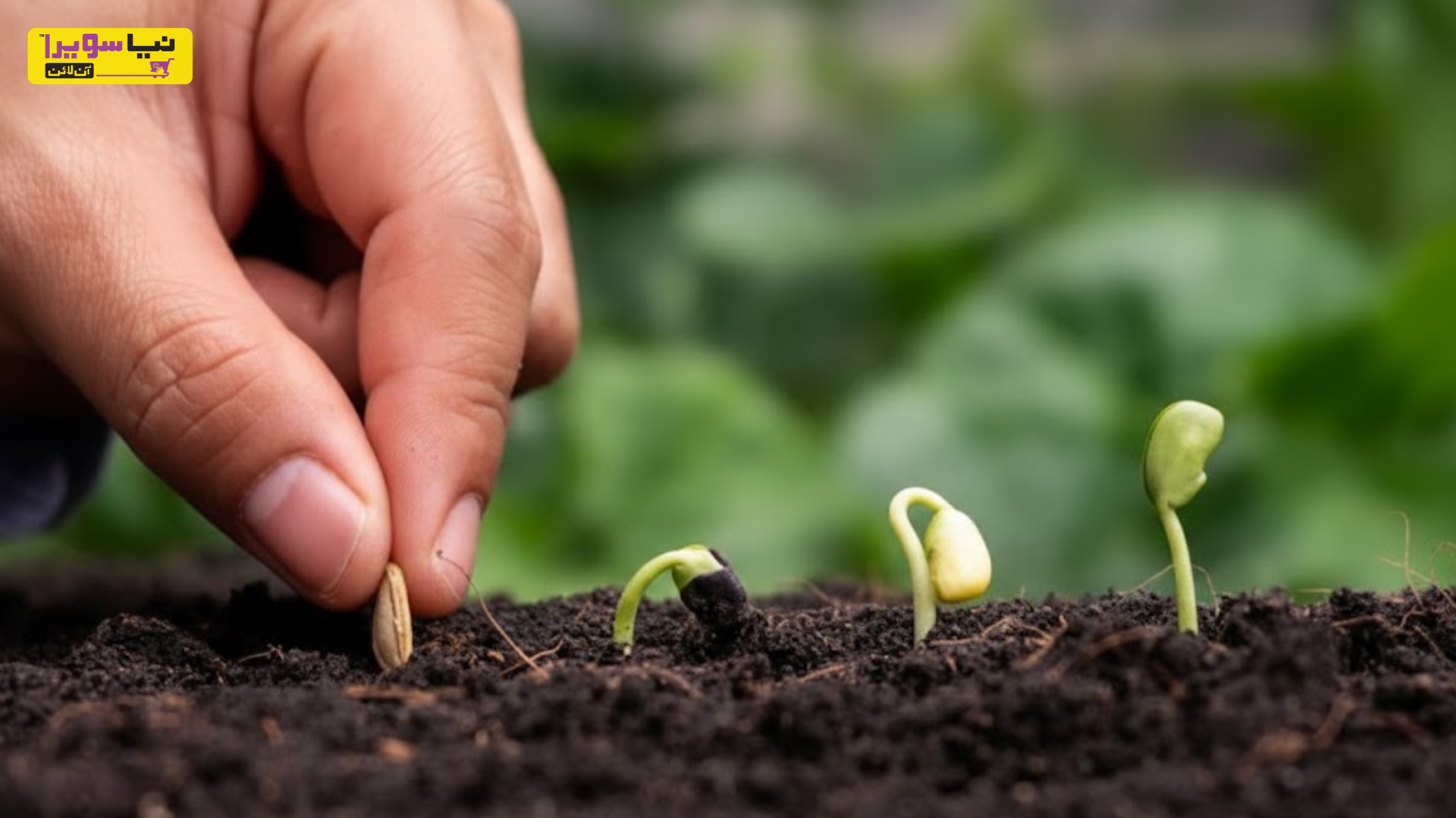 Why Seed Treatment Is Essential for Better Crop Yield