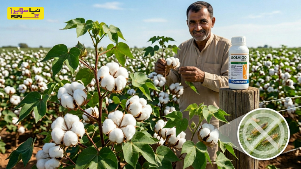 Solvigo 108 SC Protects Cotton