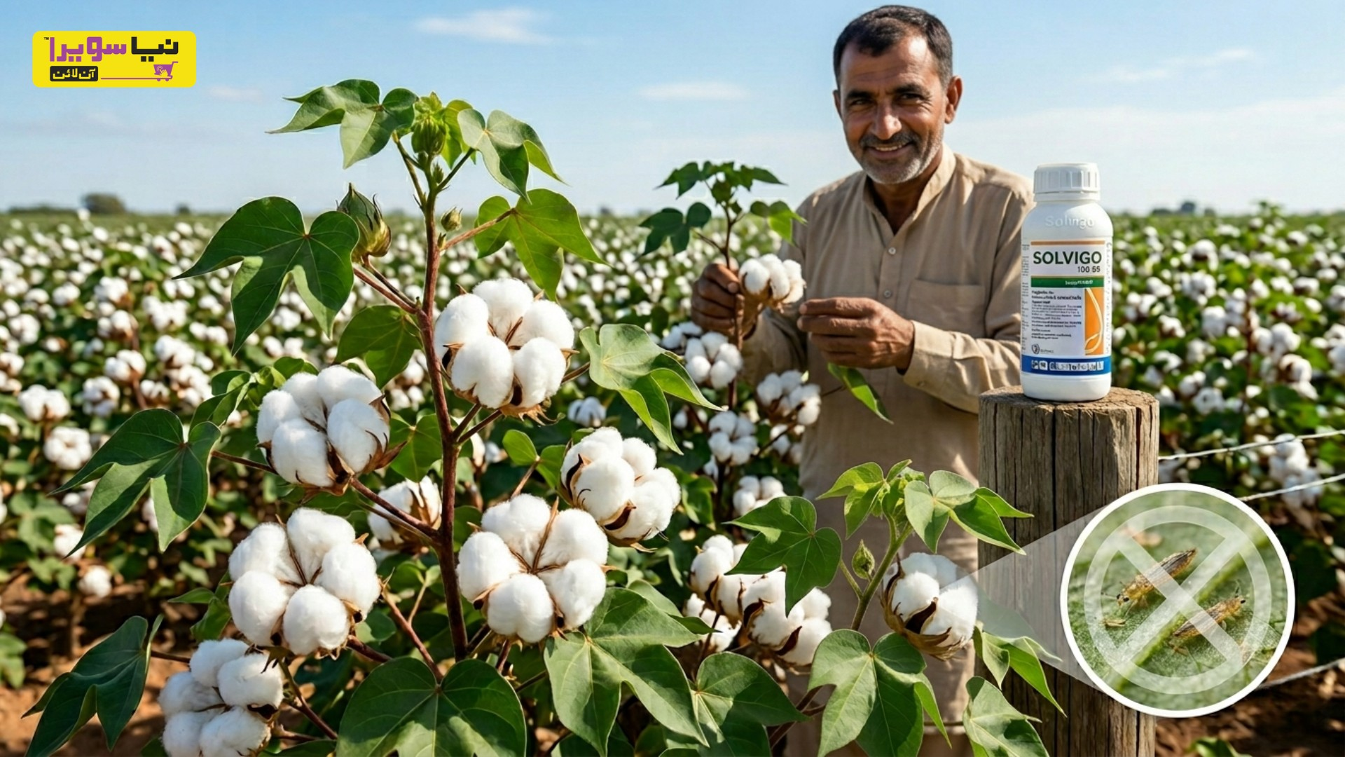 Solvigo 108 SC Protects Cotton